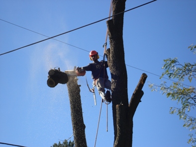 tree remove after 2